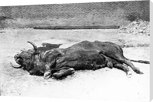 Spain - The Dead Bull - from Life