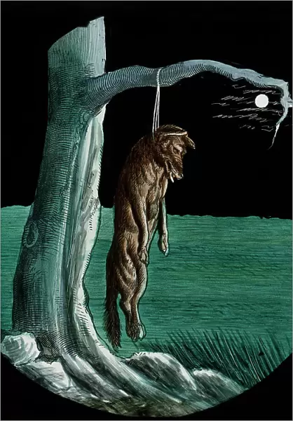 Illustration of a dead wolf