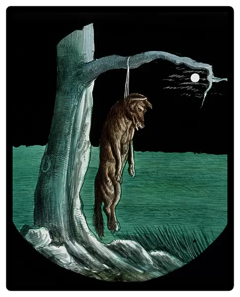 Illustration of a dead wolf