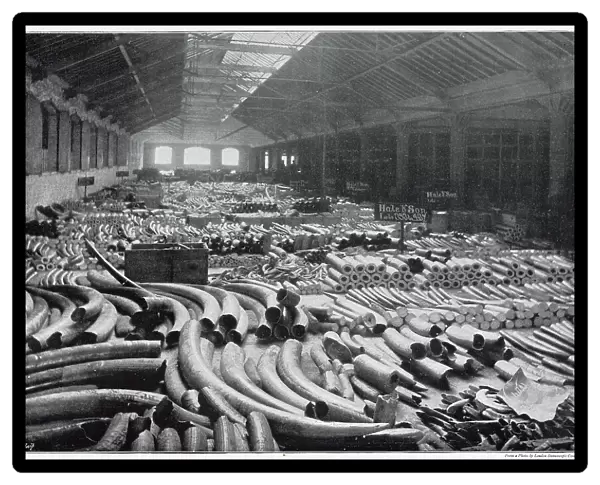 Extraordinary view of an entire floor of ivory in a huge warehouse, a portion of the ivory came from Asia, but the better bulk was imported from Africa