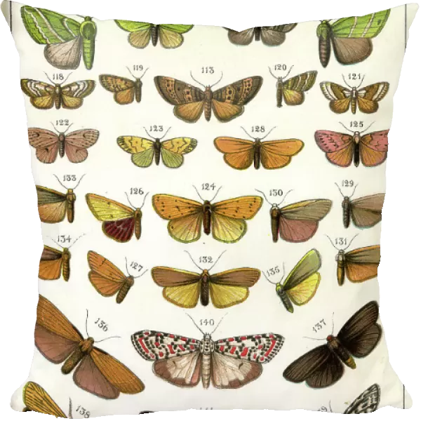 Butterflies and Moths, Plate 10, Bombyces, Arctiadae