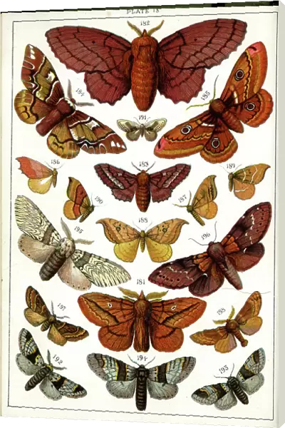 Butterflies and Moths, Plate 13, Bombyces, Saturniidae, etc