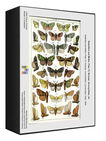 Butterflies and Moths, Plate 15, Noctuae, Acronyctidae, etc