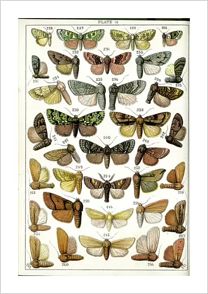 Butterflies and Moths, Plate 15, Noctuae, Acronyctidae, etc