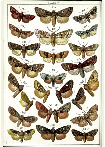 Butterflies and Moths, Plate 17, Noctuae, Apameidae