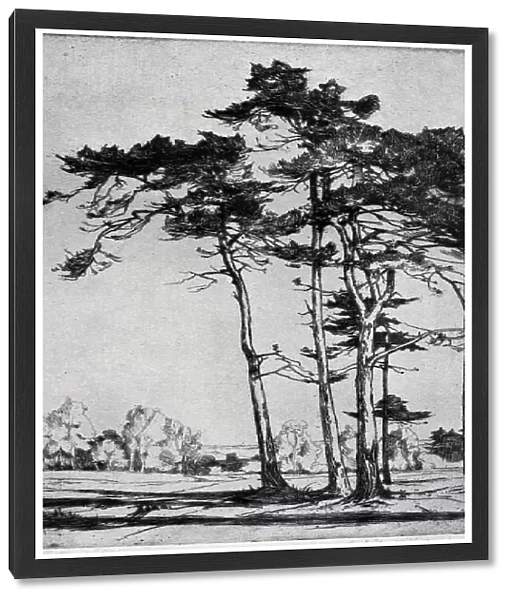Etching. An etching showing a small cluster of tall trees dominating the foreground