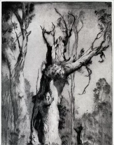 The Shell. An etching showing a thick, twisted, gnarled old tree in a woodland