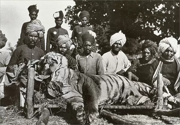 Tiger Hunt In India Taken With A 3a Folding Pocket