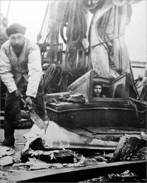 Whaling ship, removing the whalebone