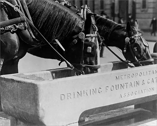 Horse trough, London, early 1900s