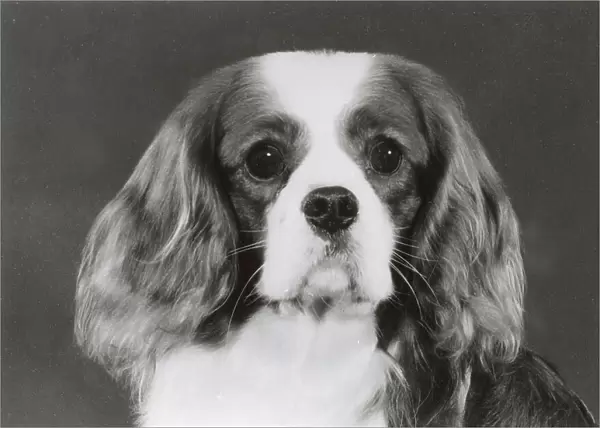 Cavalier King Charles Spaniel, Alansmere Country Boy. Date: 1985