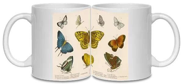 Selected Butterflies