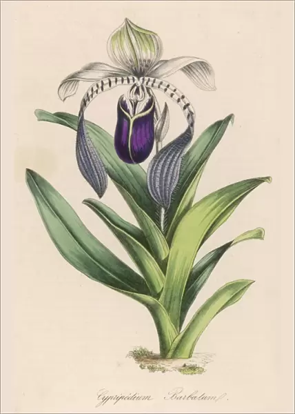 Cypripedium Barbatum