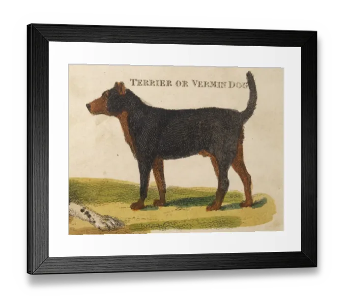 Framed Print : Old Type Terrier Print Framed Print : Old Type Terrier Print
