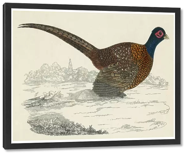 Pheasant (Morris)