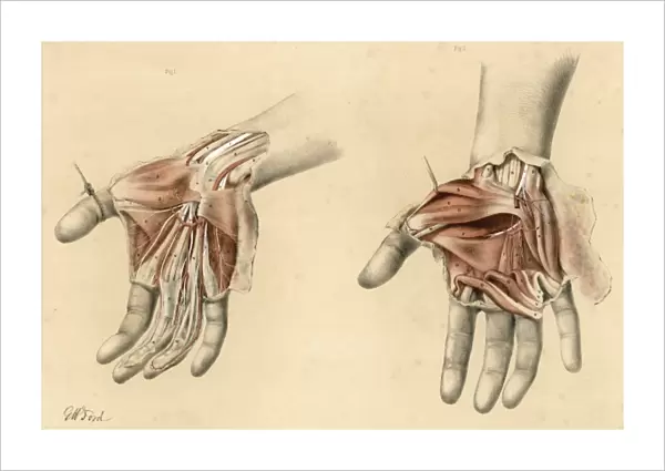Anatomy  /  Hands  /  1867