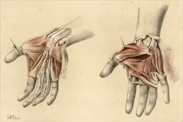 Anatomy  /  Hands  /  1867