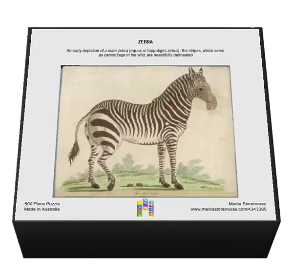 ZEBRA. An early depiction of a male zebra (equus or hippotigris zebra) 