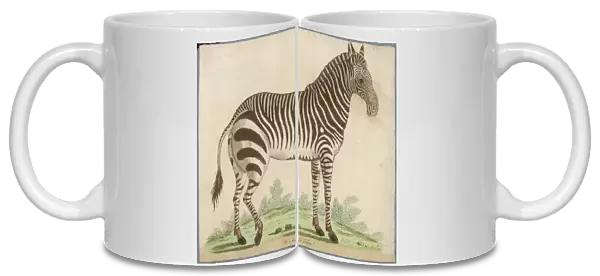ZEBRA. An early depiction of a male zebra (equus or hippotigris zebra) 