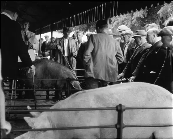 PIG MARKET  /  1958