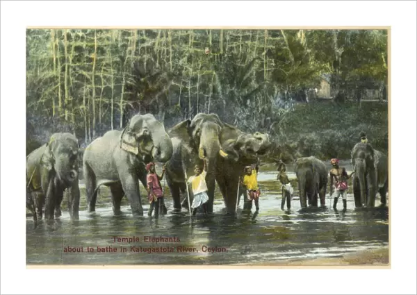 Elephants  /  Bathing 1930S