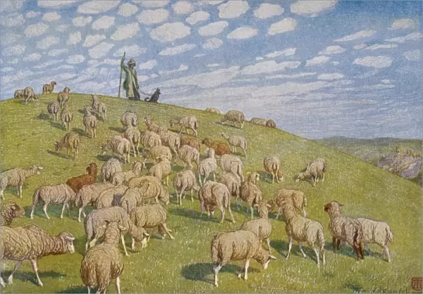 Sheep in Pasture 1904