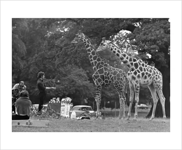 Giraffes  /  Filming  /  1970S