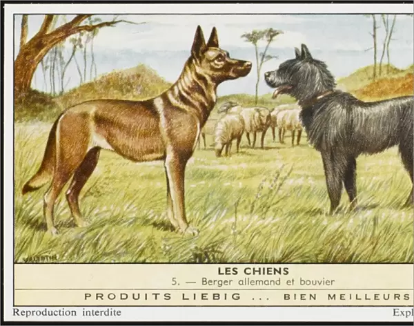 Bouvier & German Shep