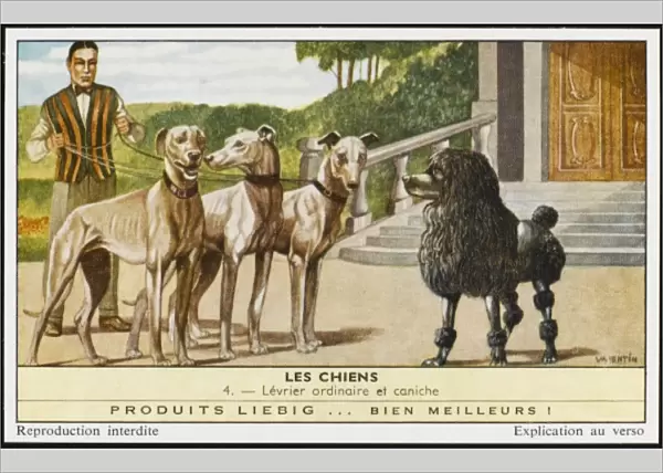 Greyhounds and Poodle