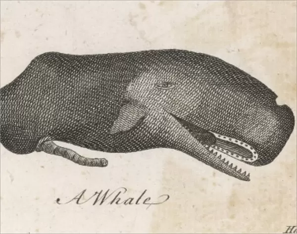 A Whale of 1763