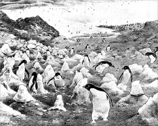 Penguins walking up Cape Adare, Antarctica, c. 1902