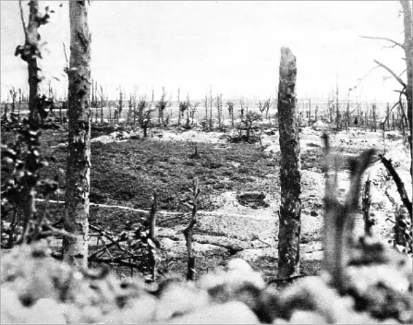 The destroyed wood of Thiepval, France