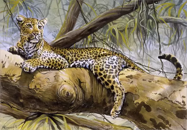 A Leopard sitting in a tree