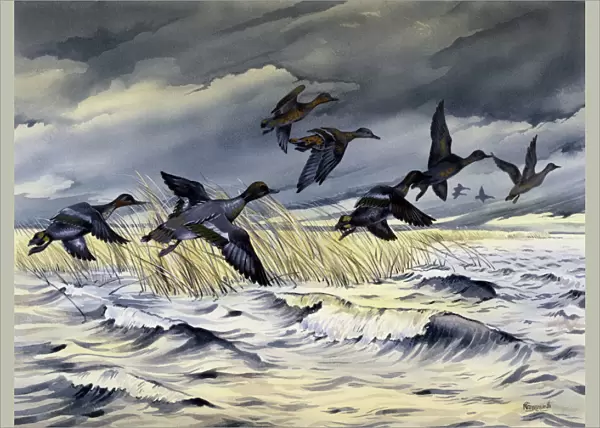 Ducks flying across rough water during a storm