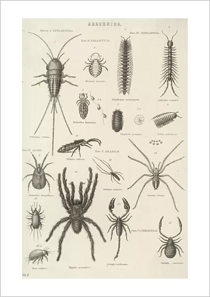 Various Arachnids