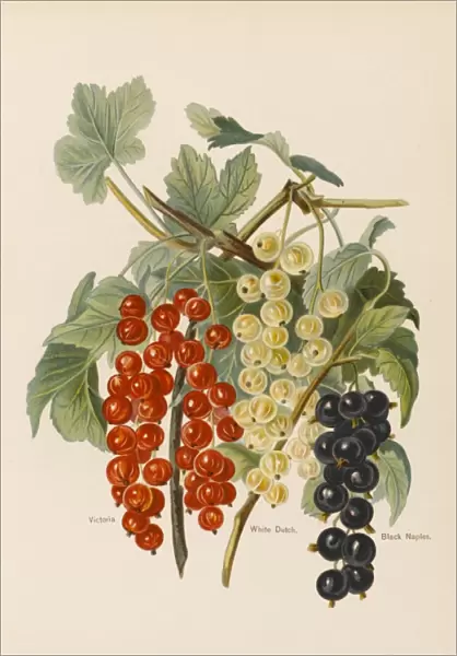 CURRANTS. Victoria (red currant) White Dutch Black Naples (black currant)
