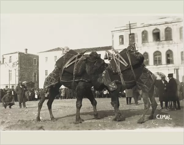 Izmir, Turkey - A Camel fight