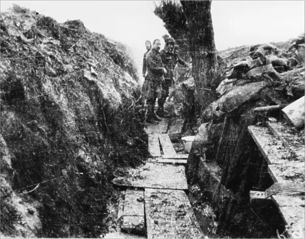 Willow trench 1914