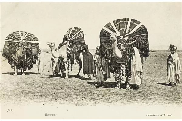 Algeria - Camel Transport
