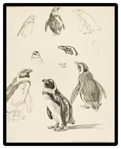 Humboldt Penguins - A series of studies