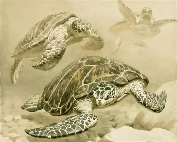 Three turtles swimming underwater