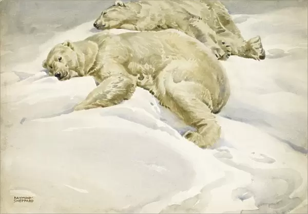Two Polar bears lying in the Arctic snow