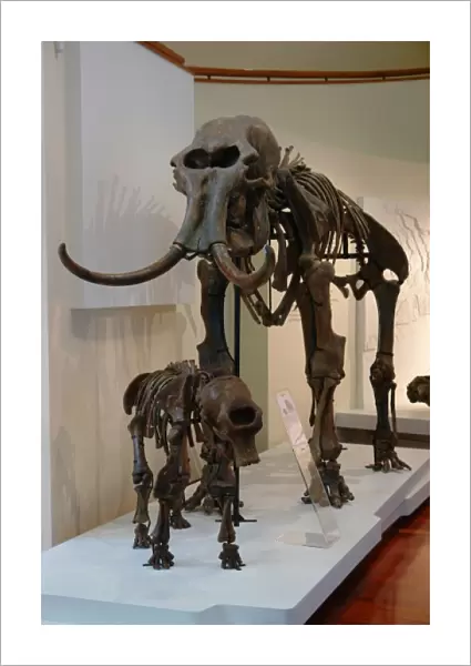 Mammoth skeletons, Khanty Mansiysk, Russia