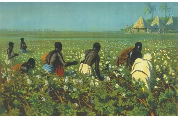 A Sudan Cotton Field