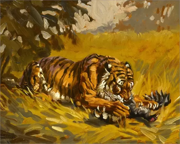 Tiger with a kill