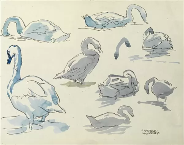 Studies of swans