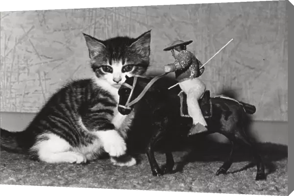Kitten with model of horse and rider