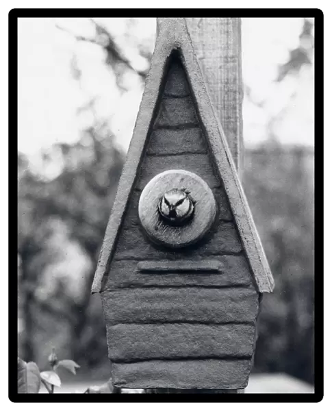 Bird looking out of a nesting box
