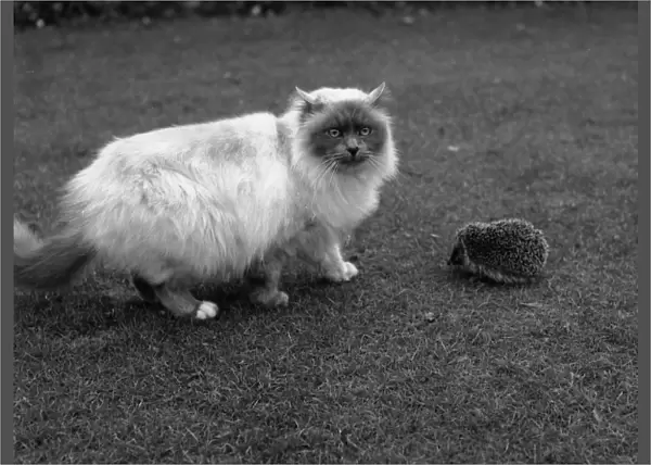 Cat and hedgehog on a lawn