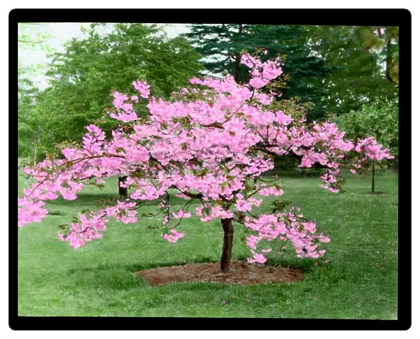 Prunus (Flowering Cherry Tree) in blossom
